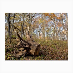 Uprooted Tree Stump Canvas Print