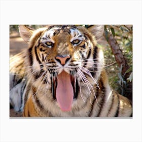 Tiger Face Canvas Print