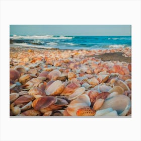 Sea Shells On The Beach 1 Canvas Print
