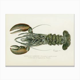 Vintage American Female Lobster Lithograph Print by Denton Remastered From the Commissioners of Fisheries, Game and Forests of the State of New York 1899 Canvas Print