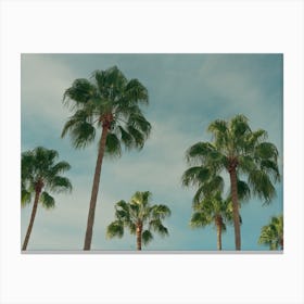 Summer Time With Green Palms And Blue Skies Colour Travel Photography Landscape Canvas Print