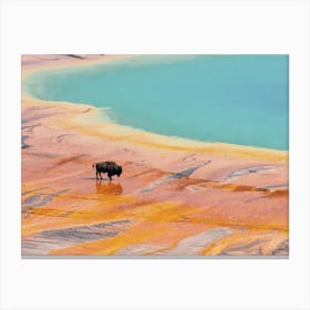 Bison In Prismatic Waters Canvas Print