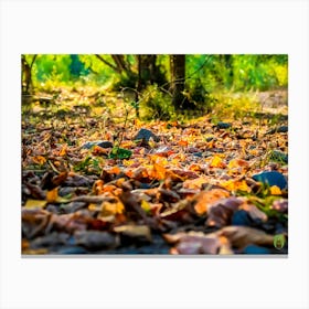 Autumn Leaves On The Ground 20231020175167rt1pub Canvas Print