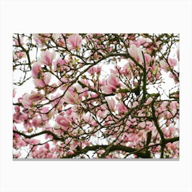 Pink Magnolia Tree Canvas Print