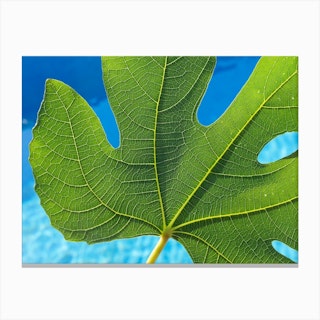 Green fig leaf and blue water, macro Canvas Print