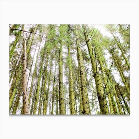 Shaugh prior tree Canvas Print