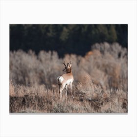 Pronghorn On Open Range Canvas Print