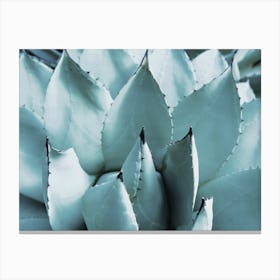 Blue Agave Leaves Canvas Print