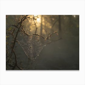 Spider Web In The Forest Canvas Print