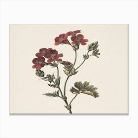 Geranium 3 Canvas Print