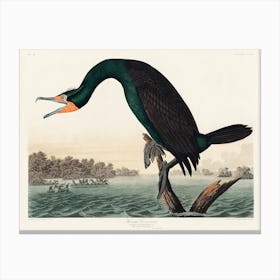 Florida Cormorant   Birds Of America, John James Audubon Canvas Print