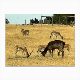 Deer Grazing In A Field Canvas Print