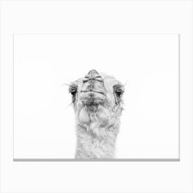 Camel'S Head Canvas Print