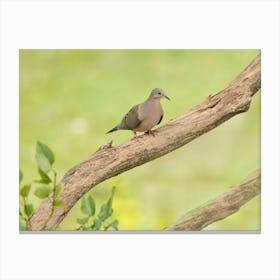 Mourning Dove Perched On Branch Canvas Print