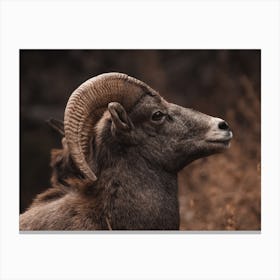 Bighorn Sheep Autumn Canvas Print