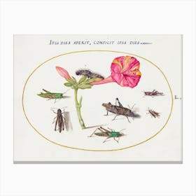 Grasshoppers, A Caterpillar, And A Scale Insect With A Four O Clock Flower (1575–1580), Joris Hoefnagel Canvas Print