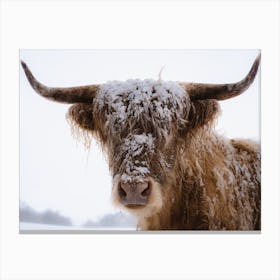 A Snowy Highland Cow In Scotland Canvas Print