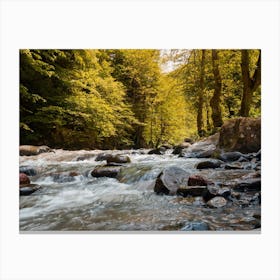 River In The Forest Canvas Print