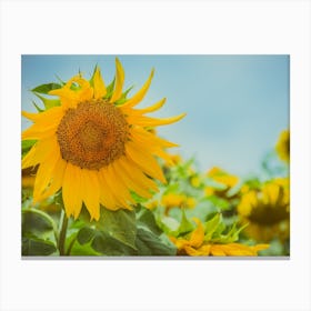Sunflower In Sunflower Field 2 Canvas Print