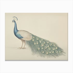 Peacock Illustration Canvas Print