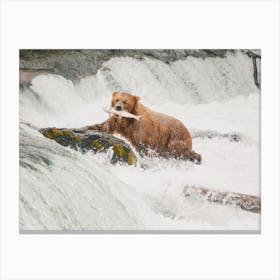 Grizzly Bear During Salmon Run Canvas Print