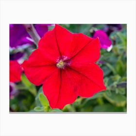 Petunia Canvas Print