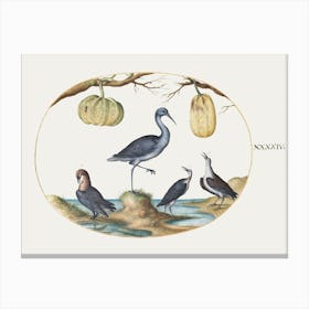 Godwit And Sandpipers With Two Gourds (1575–1580), Joris Hoefnagel Canvas Print