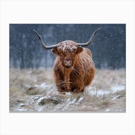Snowy Highland Cow Canvas Print