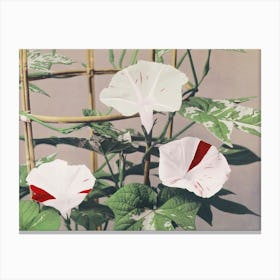 Beautiful Photomechanical Prints Of Striped Bindweed Flowers (1887–1897), Kazumasa Ogawa Canvas Print