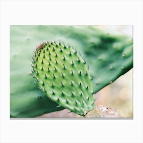 Close Up of a green cactus // Ibiza Nature & Travel Photography Canvas Print