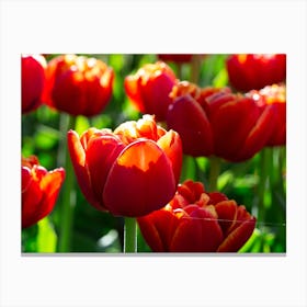 Red Tulips Canvas Print