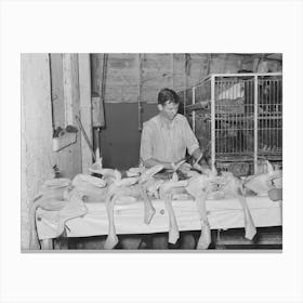 Inspecting Picked Turkeys At Cooperative Poultry House, Brownwood, Texas By Russell Lee Canvas Print