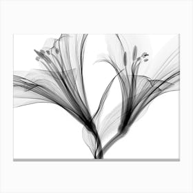 Black And White Lily Canvas Print