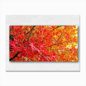 Bright Botanical Art Featuring Fall Foliage Vibrant Red Orange And Neon Colors Framing A Golden M (5) Canvas Print