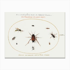 A Roach Surrounded By Insects, Joris Hoefnagel Canvas Print