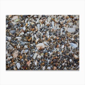 Tiny And Large Sea Shell And Rocks Texture Background Canvas Print
