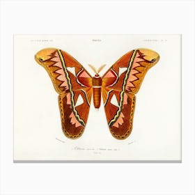 Attacus Atlas Moth (Attacus Aurora), Charles Dessalines D'Orbigny Canvas Print