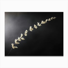 Tall Grass Canvas Print