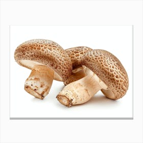 Mushroom On A White Background 3 Canvas Print