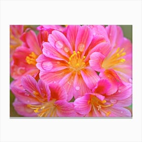 Lewisia Flowers Canvas Print