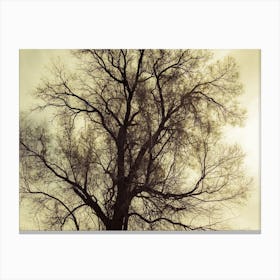 Silhouette Of Bare Tree Yellow Tone 2 Canvas Print