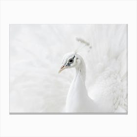 White Peacock 5 Canvas Print