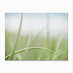 Grass Canvas Print