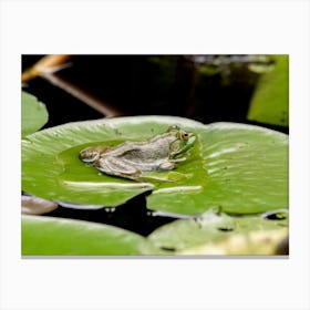 Bullfrog Sitting On A Lily Pad Canvas Print