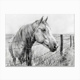 Horse By The Fence Canvas Print