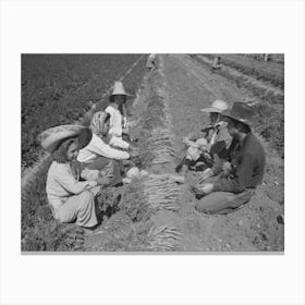 Agricultural Workers Bunching Carrots, Yuma County, Arizona By Russell Lee Canvas Print