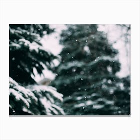 Snow And Trees Canvas Print