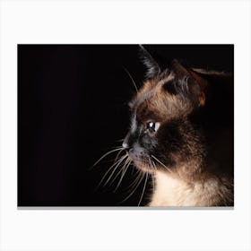 Siamese Cat Canvas Print