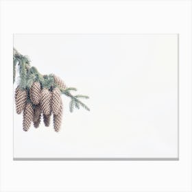Pine Cone Branch Canvas Print