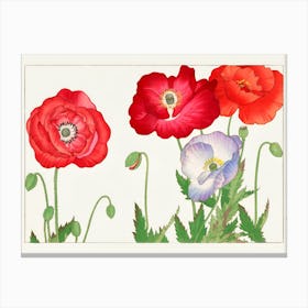 Vintage poppy flower, Canvas Print